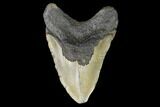 Fossil Megalodon Tooth - North Carolina #124960-2